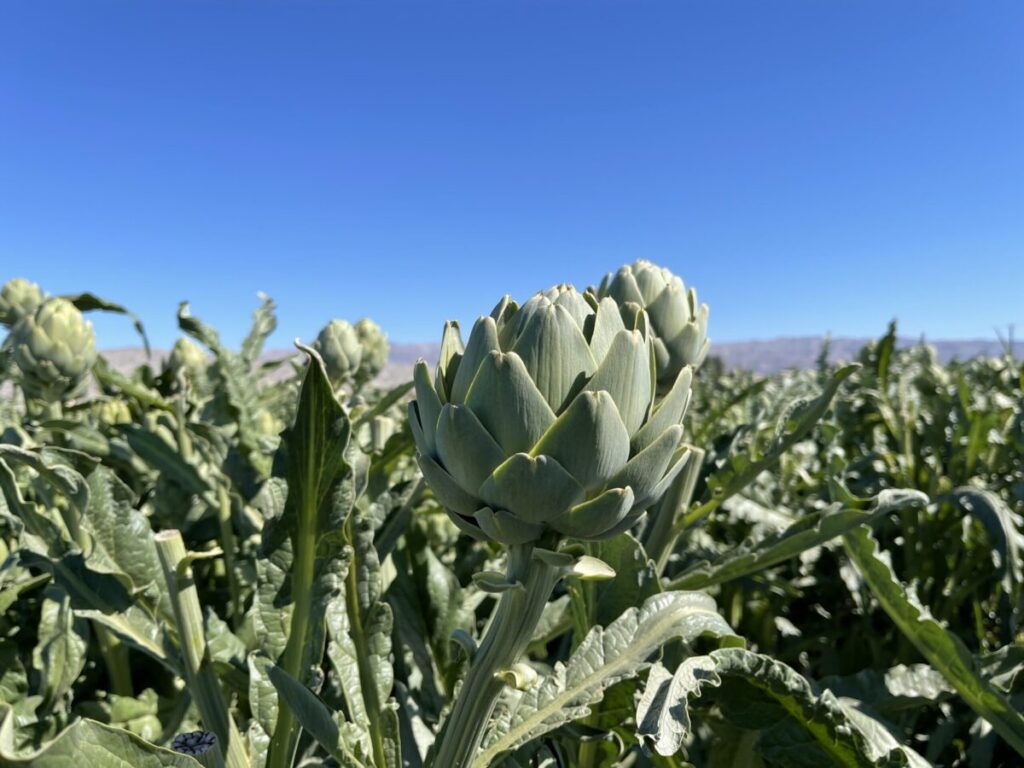 Ocean Mist expects strong spring artichoke season