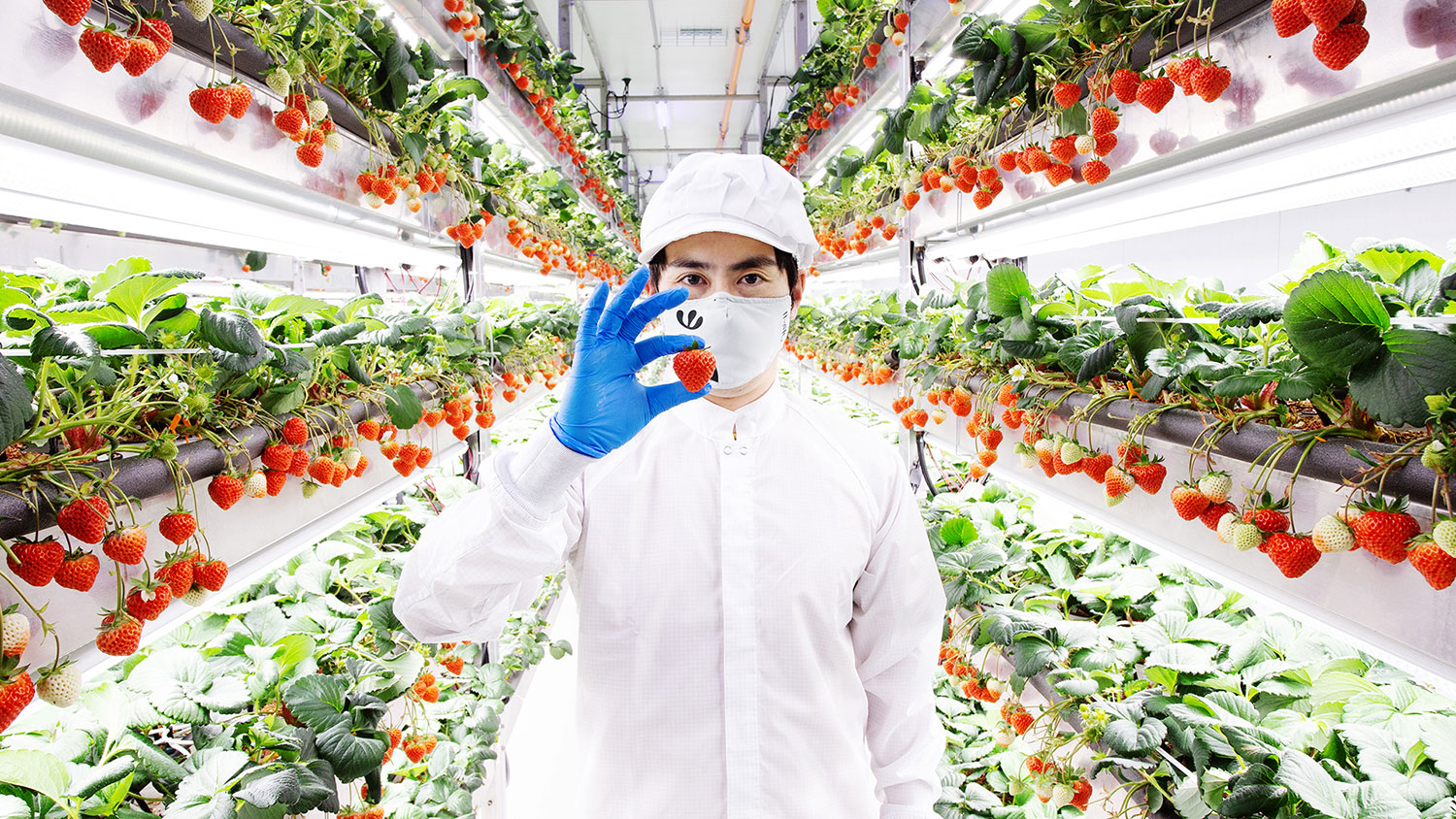 New indoor strawberry launched by vertical farming operator Oishii