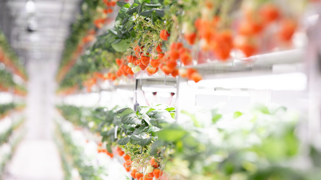 Robotics to help Oishii bring vertical farming advances