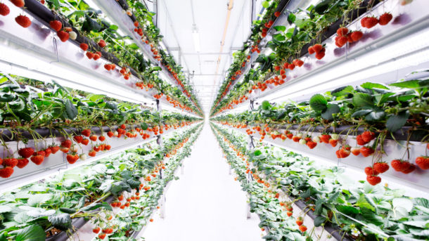 New indoor strawberry launched by vertical farming operator Oishii