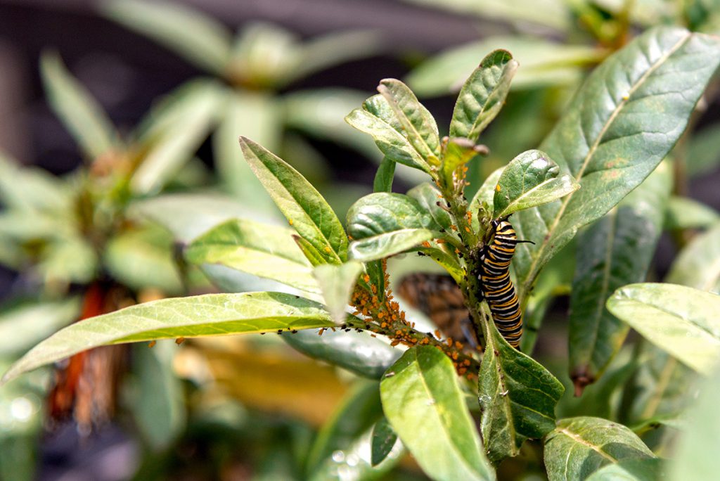 UF study: aphids deter pollinators such as monarch butterflies from tropical milkweed 