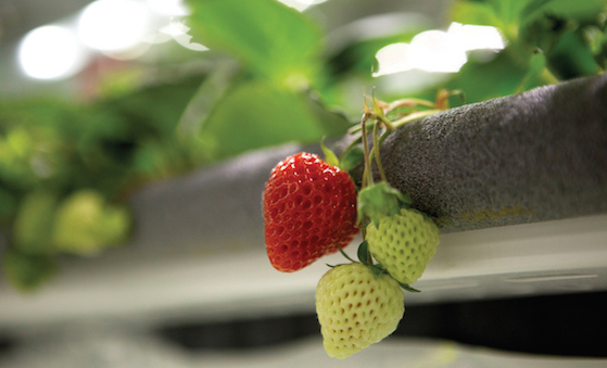 Startup claims first vertically grown, commercially sold strawberries
