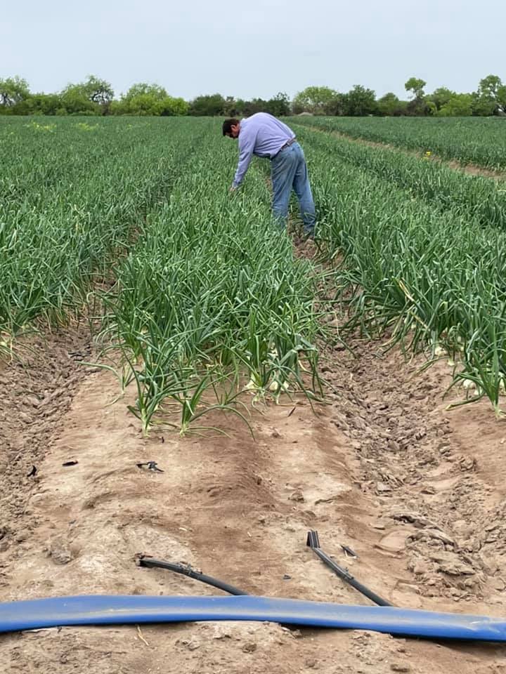 Texas onion industry spearheads first-ever marketing campaign