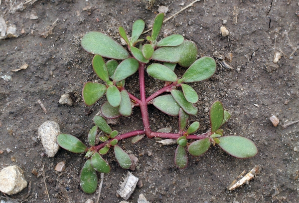 Effective weed control brings better onion stands, higher yields