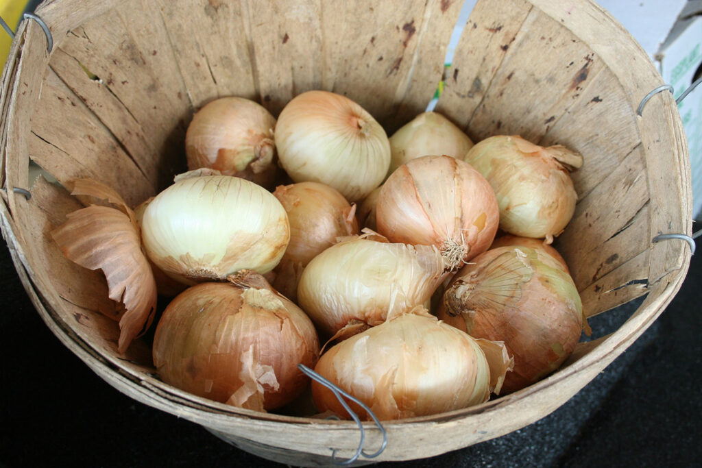 Genes found that allow bacteria to resist onion’s natural defenses