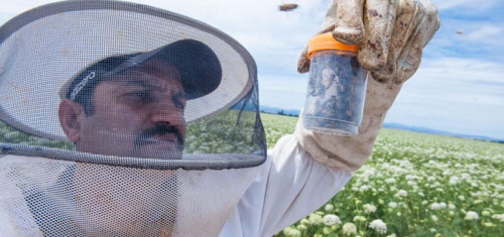 Abundant pollen, diversity found in pollinator-dependent crops