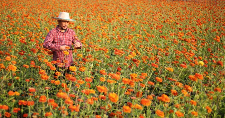 Organic Farming Research Foundation Spanish