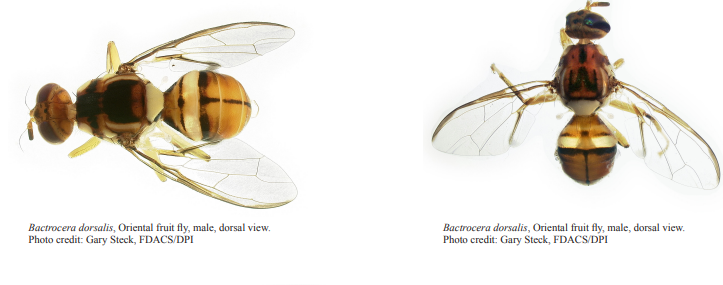 Florida issues quarantine for Oriental fruit fly