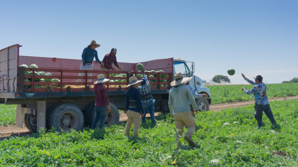 photo of workers harvesting watermelons at Owyhee
