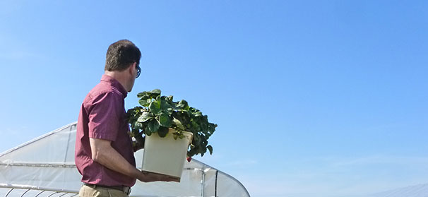 Walmart funds strawberry sustainability projects
