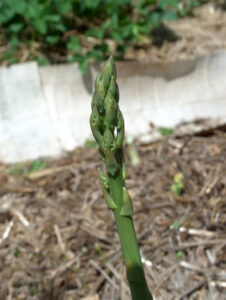 Asparagus officinalis ‘Millennium’