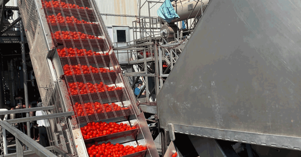 California tomato growers lead with sustainable practices in vegetable farming