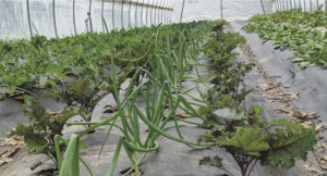 green onions growing at Patchwork City Farms green onions growing at Patchwork City Farms