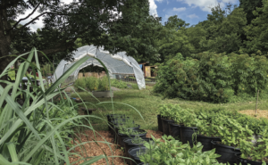 Patchwork City Farms grows vegetables in a 1.5-acre urban farm in the Oakland City neighborhood of Atlanta. vegetables at Patchwork City Farms urban farm