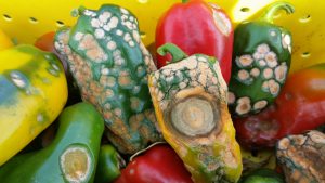 Preparing for pepper anthracnose is a serious issue in New Jersey