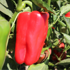 Pepper Red Impact F1