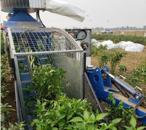 $650,000 to help breed green chile peppers for mechanical harvesting