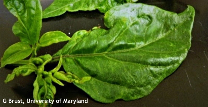 Watch for thrips and mites in vegetables