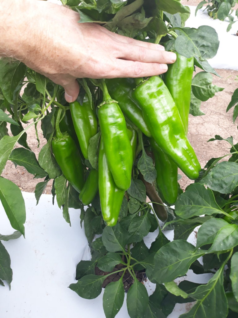 Texas A&M AgriLife turns up heat on US hot pepper market