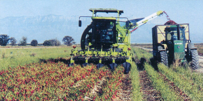 Technology, consolidation have transformed the vegetable industry