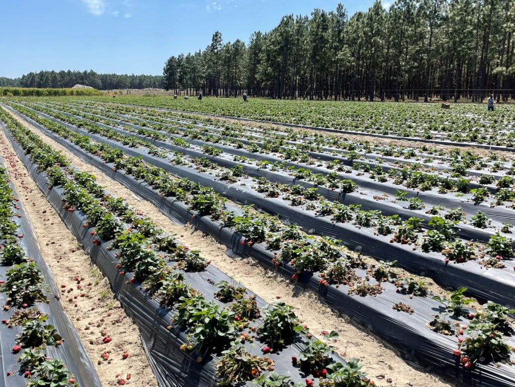 Strawberries in the Southeast get emerging disease pestalotia