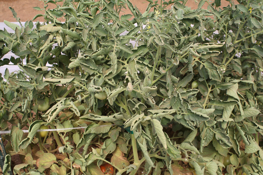 Physiological leaf roll vs. growth regulator herbicide damage viewed