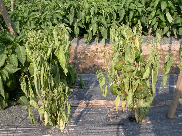 Wet, humid weather challenges vegetable disease management
