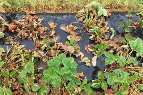 Fall-planted strawberry plug plants’ disease management recommendations