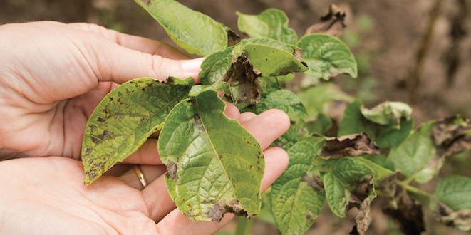 Phytopthora control is a long-term commitment