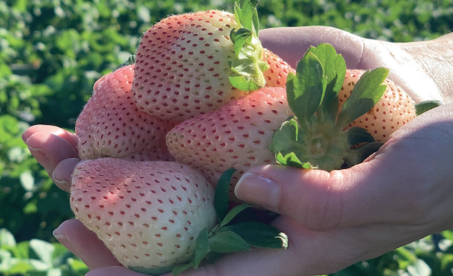 Florida growing new ‘Fifth Berry’ white strawberry