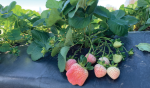 Pink-A-Boo white strawberries