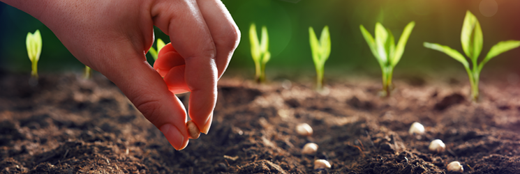 APHIS: No evidence of intentional harm to US ag with seed shipments