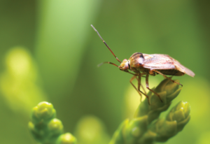 Picture of a bug on vegetable crops