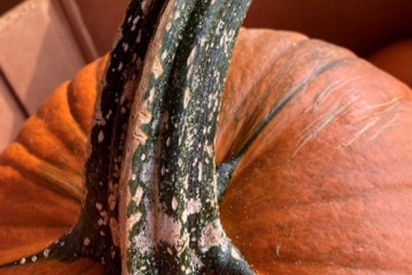 Remnants of Hurricane Ida wreak havoc on Pennsylvania vegetables