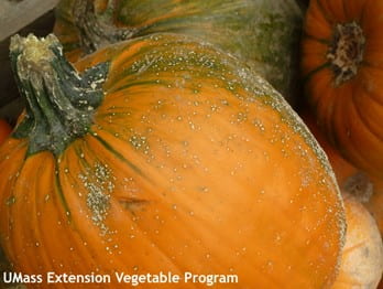 Proper steps identified to control pumpkin disease