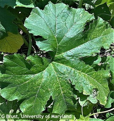 Plectosporium blight in some pumpkin fields seen again this year