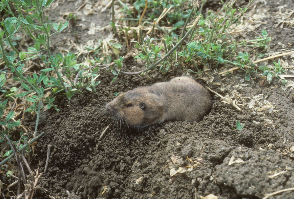 New guide helps organic growers battle burrowing rodents