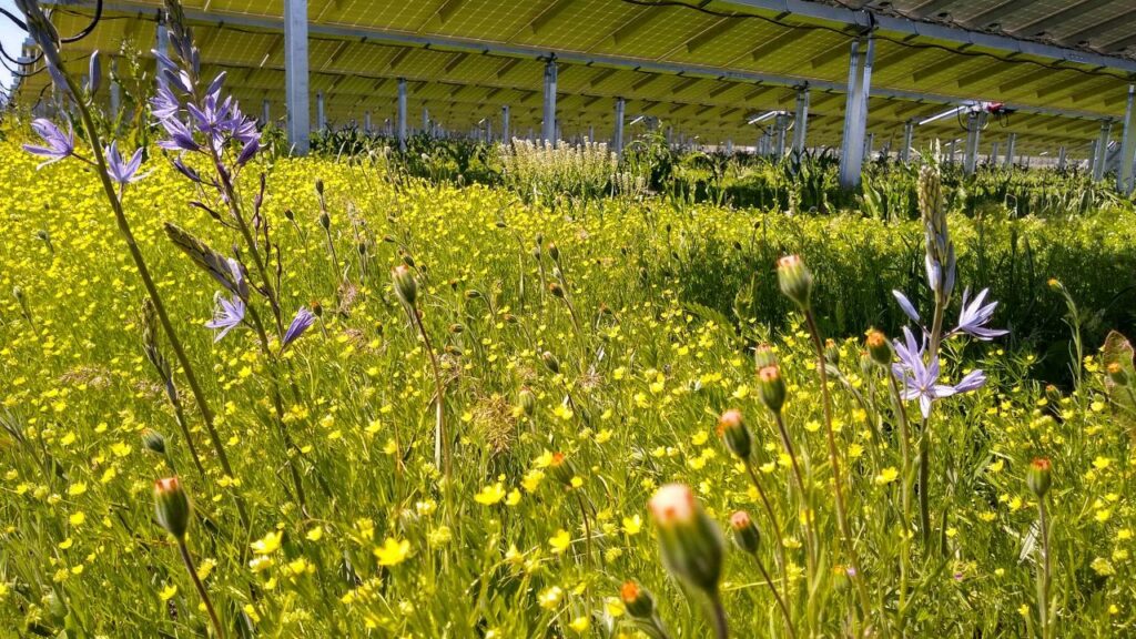 A ‘win-win’ scenario created by pollinator habitat at UC Davis solar facility