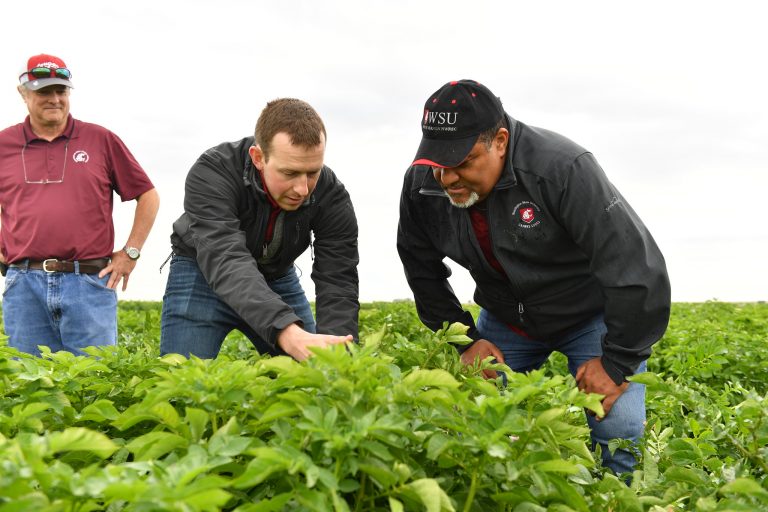 WSU seeks lead scientist for potato soil health