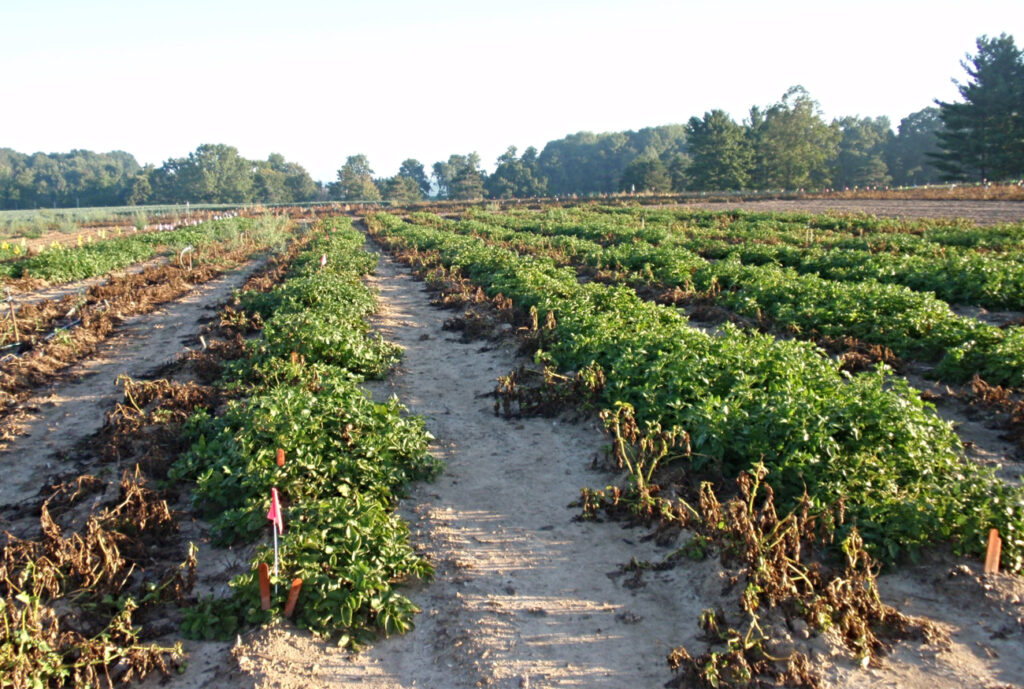 Washington growers nearing ‘crunch time,’ ready to bury excess potatoes