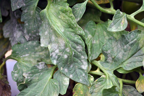 Biobest recognized for pest, disease biocontrol