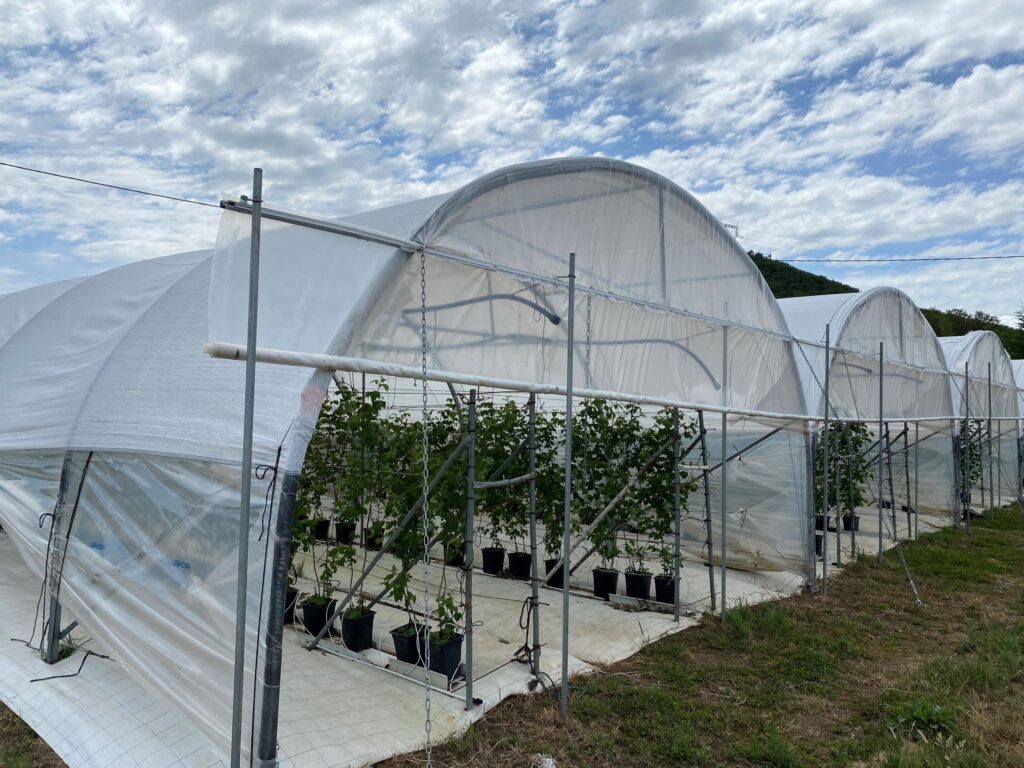 Screens shield plants, conserve water during growing