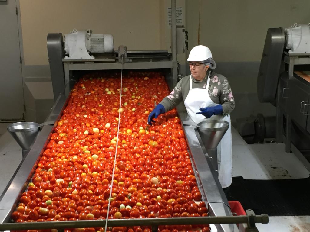California processing tomato contracts up from last year