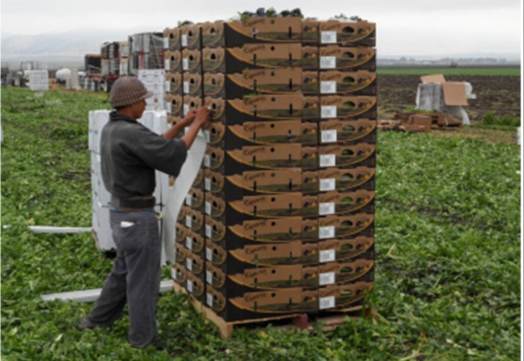 Procurant expands operations to launch produce traceability solution