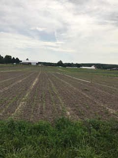 A look at carrot production in northwest lower Michigan