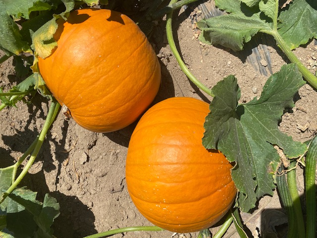 New Season, new beginnings for pumpkins at Van Groningen & Sons
