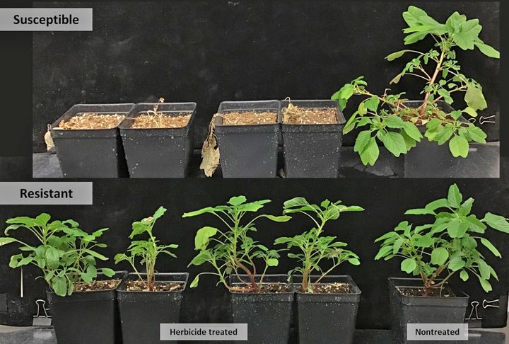 Screening of herbicide resistant weeds ramps up in Michigan fields