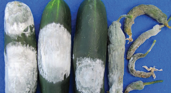 Pythium in cucurbits: Temperature decides species