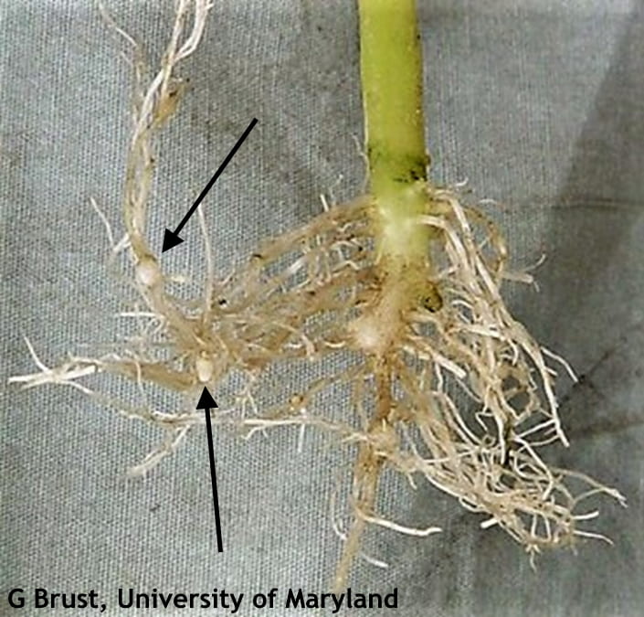 A good time to check vegetables for root knot nematode