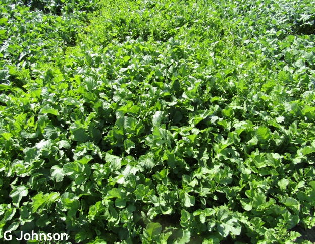 It’s time to pursue spring cover crops for vegetable rotations